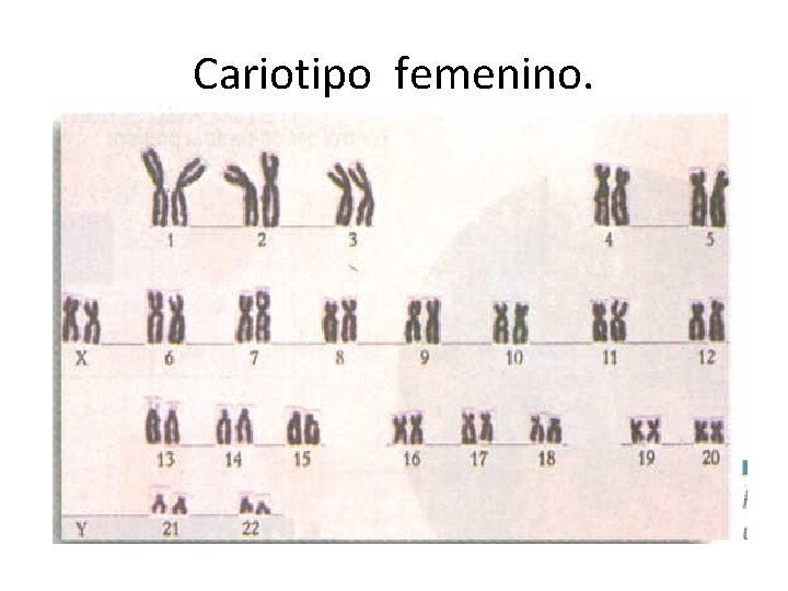 Cariotipo femenino. 