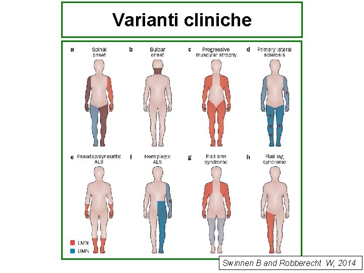 Varianti cliniche Swinnen B and Robberecht W, 2014 