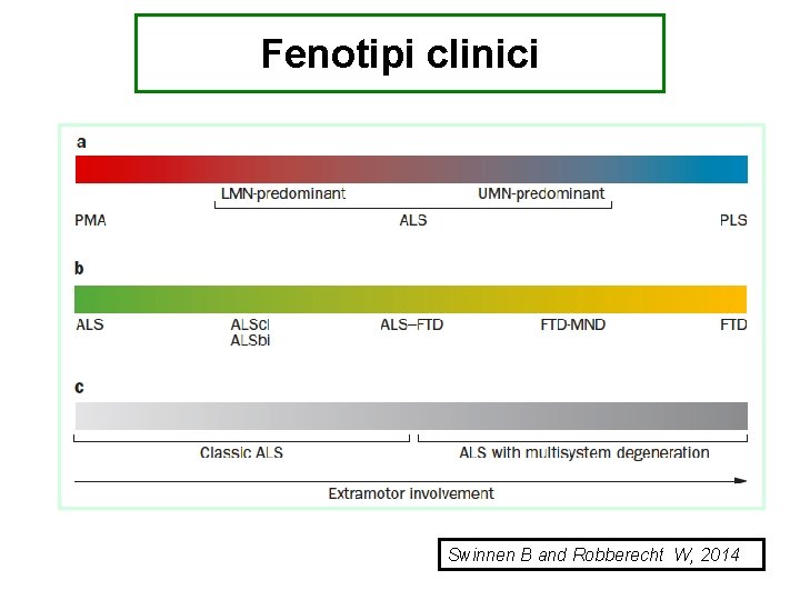 Fenotipi clinici Swinnen B and Robberecht W, 2014 
