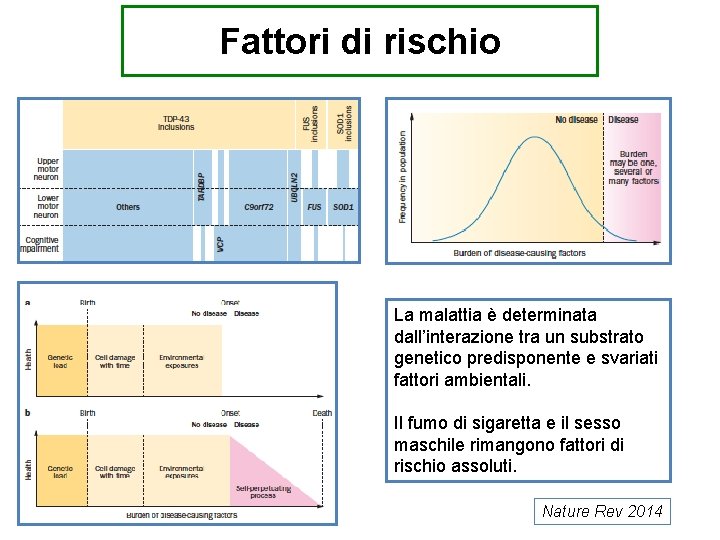 Fattori di rischio La malattia è determinata dall’interazione tra un substrato genetico predisponente e
