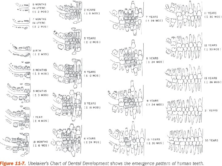 Age Estimation 10 Forensic Science II: Forensic Odontology, Chapter 11 © 2012 Cengage Learning.