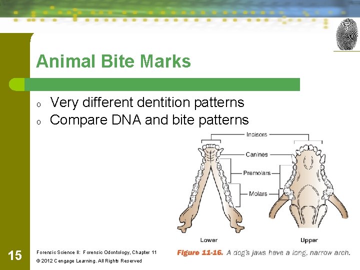 Animal Bite Marks o o 15 Very different dentition patterns Compare DNA and bite