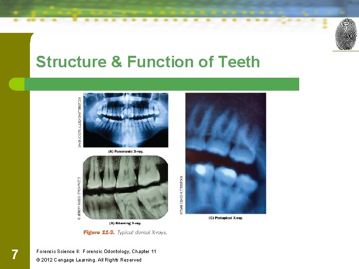 Structure & Function of Teeth 7 Forensic Science II: Forensic Odontology, Chapter 11 ©