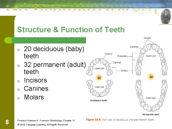 Structure & Function of Teeth o o o 8 20 deciduous (baby) teeth 32