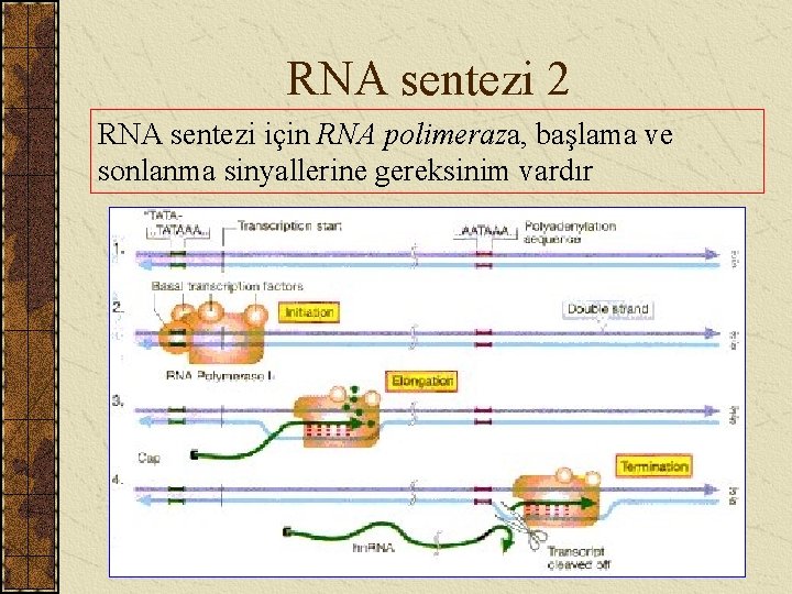 RNA sentezi 2 RNA sentezi için RNA polimeraza, başlama ve sonlanma sinyallerine gereksinim vardır