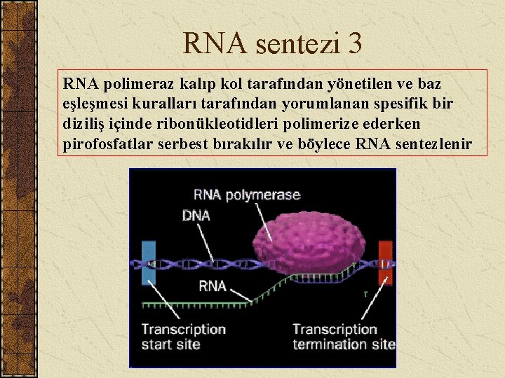 RNA sentezi 3 RNA polimeraz kalıp kol tarafından yönetilen ve baz eşleşmesi kuralları tarafından