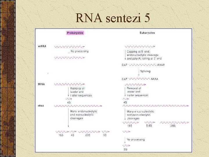 RNA sentezi 5 