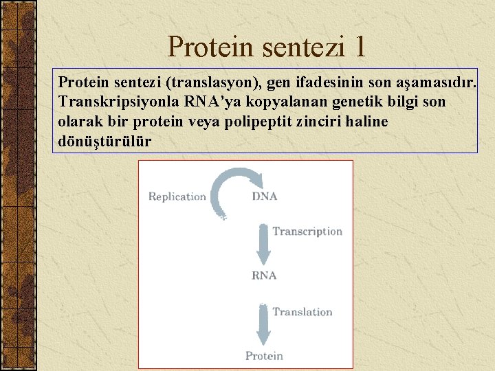 Protein sentezi 1 Protein sentezi (translasyon), gen ifadesinin son aşamasıdır. Transkripsiyonla RNA’ya kopyalanan genetik