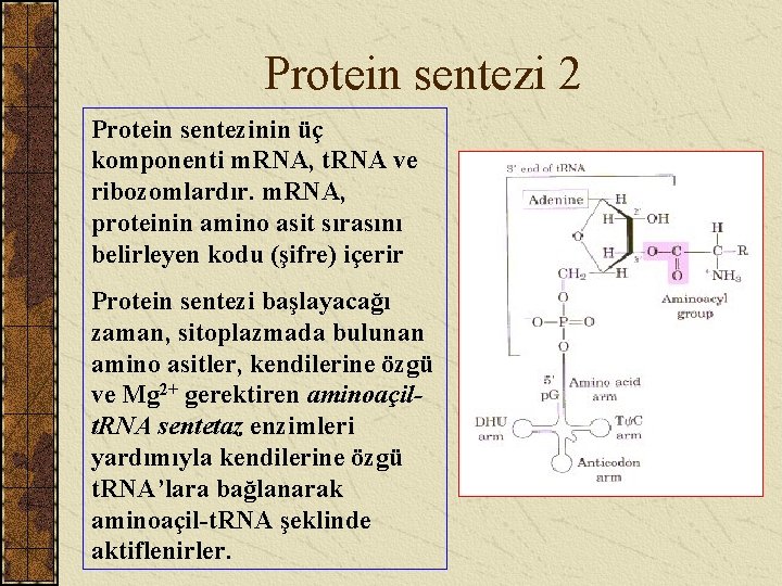 Protein sentezi 2 Protein sentezinin üç komponenti m. RNA, t. RNA ve ribozomlardır. m.