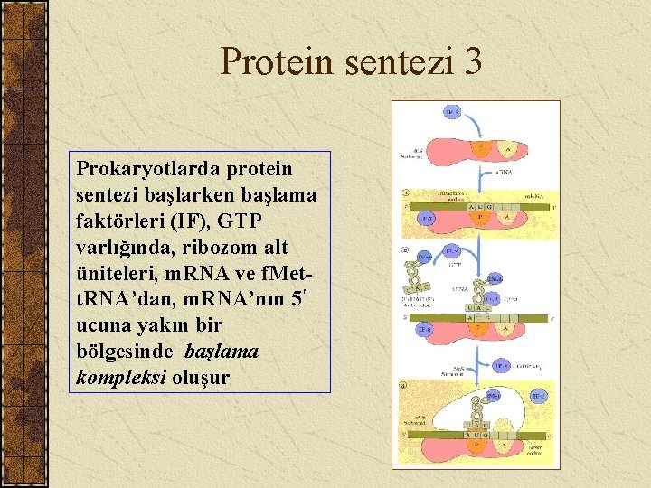 Protein sentezi 3 Prokaryotlarda protein sentezi başlarken başlama faktörleri (IF), GTP varlığında, ribozom alt