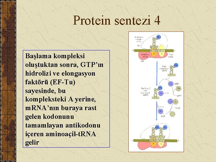 Protein sentezi 4 Başlama kompleksi oluştuktan sonra, GTP’ın hidrolizi ve elongasyon faktörü (EF-Tu) sayesinde,
