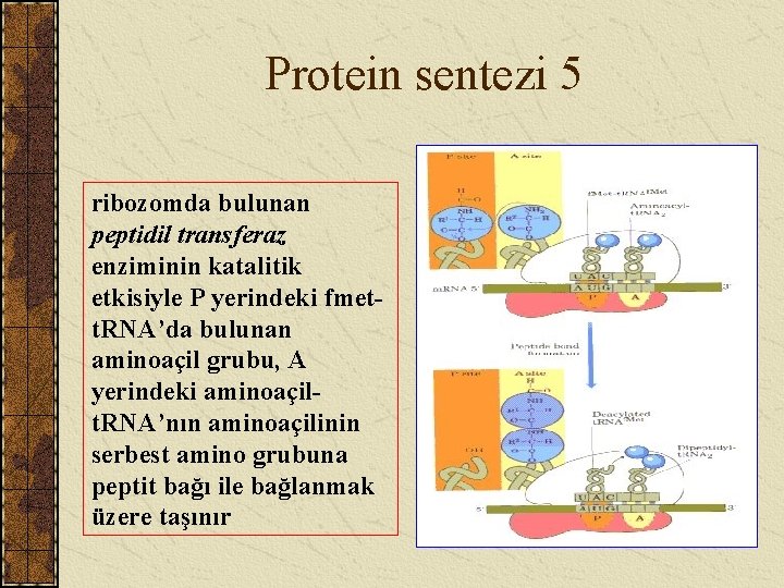 Protein sentezi 5 ribozomda bulunan peptidil transferaz enziminin katalitik etkisiyle P yerindeki fmett. RNA’da