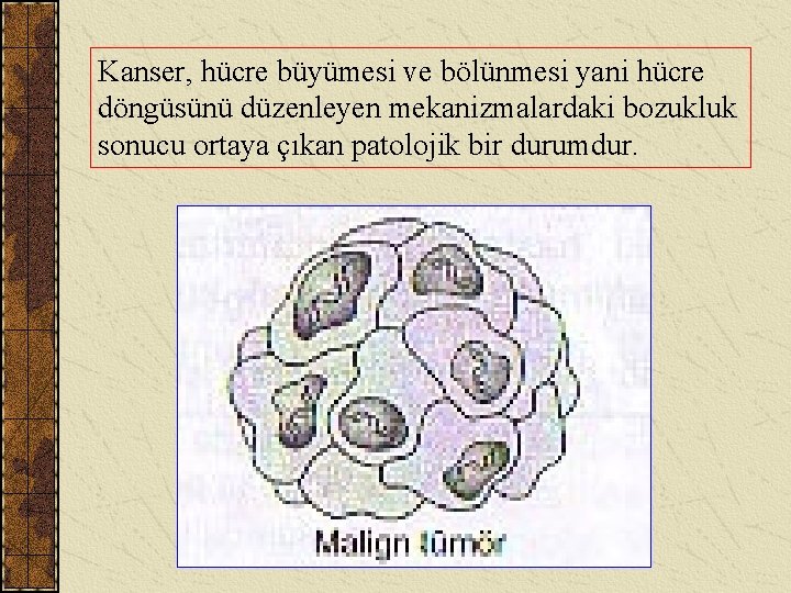 Kanser, hücre büyümesi ve bölünmesi yani hücre döngüsünü düzenleyen mekanizmalardaki bozukluk sonucu ortaya çıkan