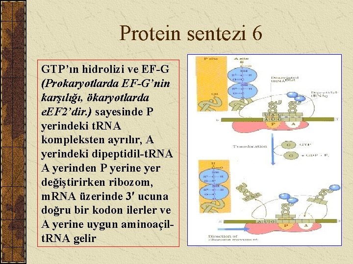 Protein sentezi 6 GTP’ın hidrolizi ve EF-G (Prokaryotlarda EF-G’nin karşılığı, ökaryotlarda e. EF 2’dir.