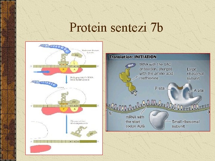 Protein sentezi 7 b 