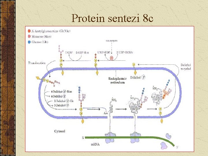 Protein sentezi 8 c 