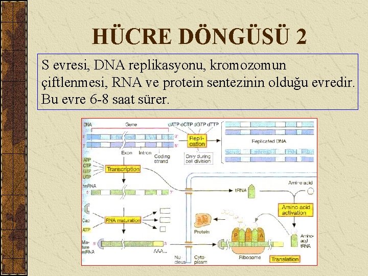 HÜCRE DÖNGÜSÜ 2 S evresi, DNA replikasyonu, kromozomun çiftlenmesi, RNA ve protein sentezinin olduğu