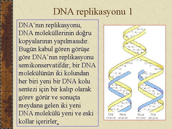 DNA replikasyonu 1 DNA’nın replikasyonu, DNA moleküllerinin doğru kopyalarının yapılmasıdır. Bugün kabul gören görüşe