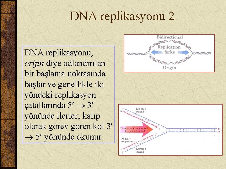 DNA replikasyonu 2 DNA replikasyonu, orijin diye adlandırılan bir başlama noktasında başlar ve genellikle