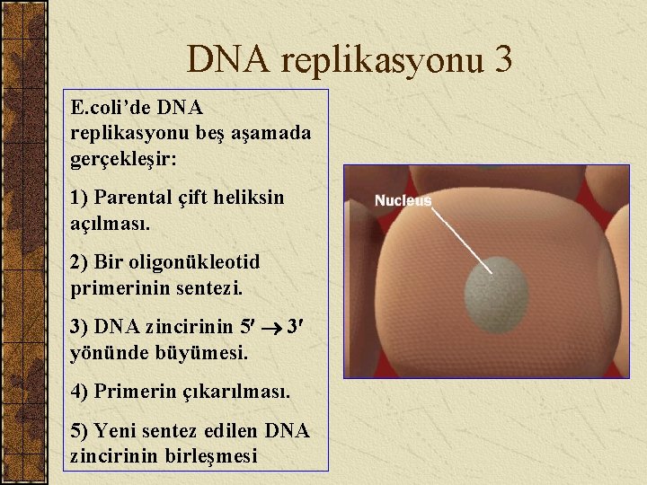 DNA replikasyonu 3 E. coli’de DNA replikasyonu beş aşamada gerçekleşir: 1) Parental çift heliksin
