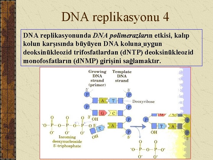 DNA replikasyonu 4 DNA replikasyonunda DNA polimerazların etkisi, kalıp kolun karşısında büyüyen DNA koluna