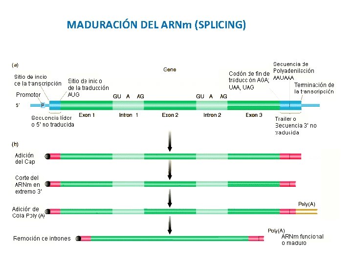 MADURACIÓN DEL ARNm (SPLICING) 