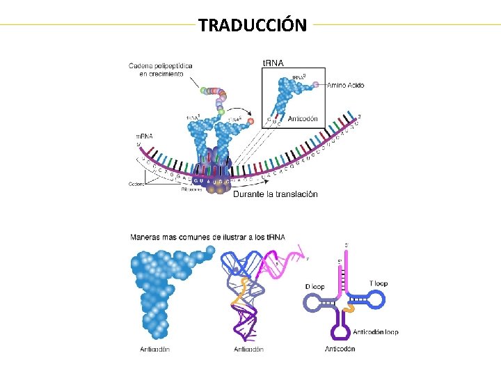 TRADUCCIÓN 