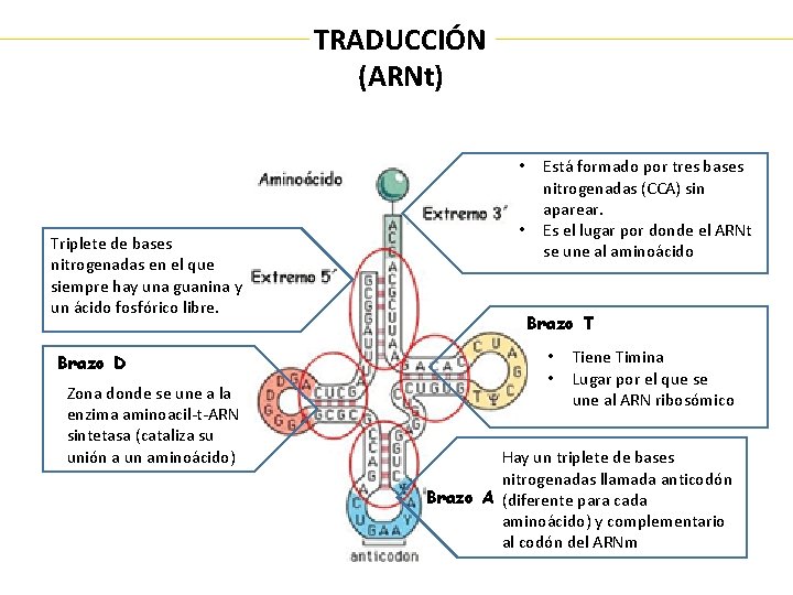 TRADUCCIÓN (ARNt) • Triplete de bases nitrogenadas en el que siempre hay una guanina