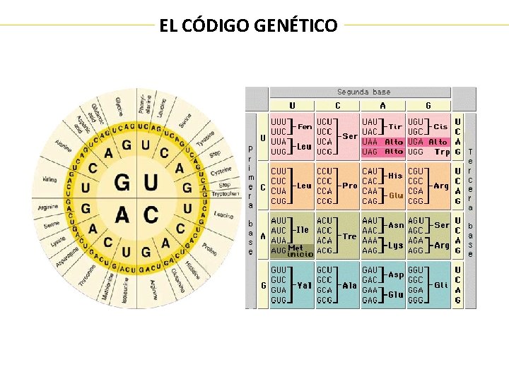 EL CÓDIGO GENÉTICO 