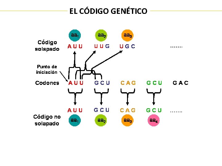 EL CÓDIGO GENÉTICO 