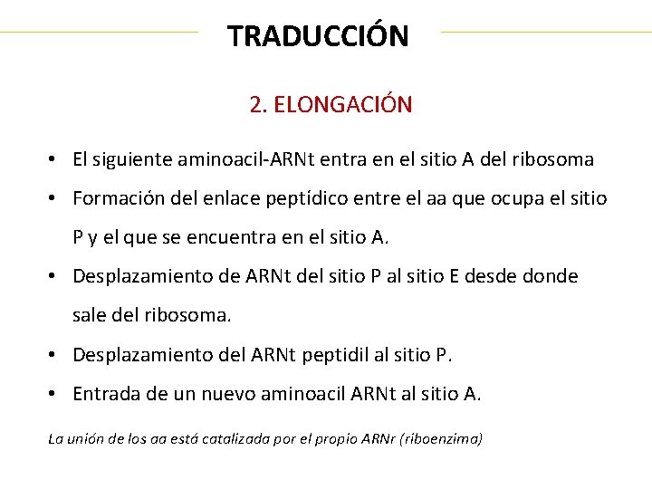 TRADUCCIÓN 2. ELONGACIÓN • El siguiente aminoacil-ARNt entra en el sitio A del ribosoma