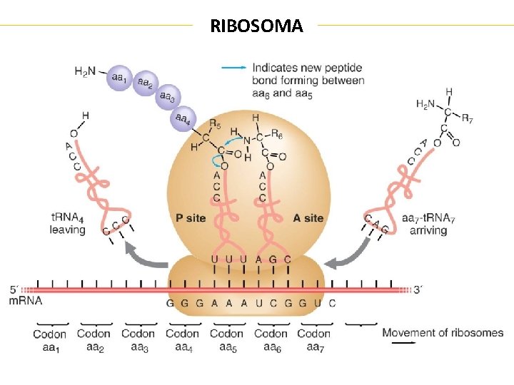 RIBOSOMA 