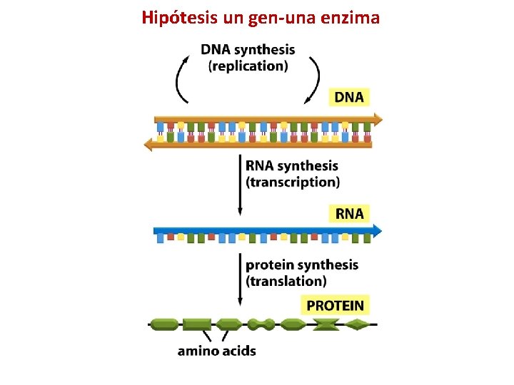 Hipótesis un gen-una enzima 