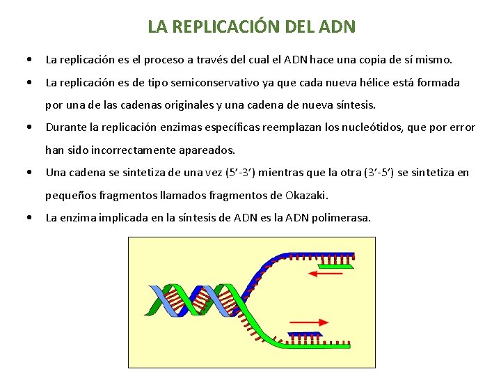 LA REPLICACIÓN DEL ADN • La replicación es el proceso a través del cual