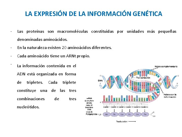 LA EXPRESIÓN DE LA INFORMACIÓN GENÉTICA - Las proteínas son macromoléculas constituidas por unidades