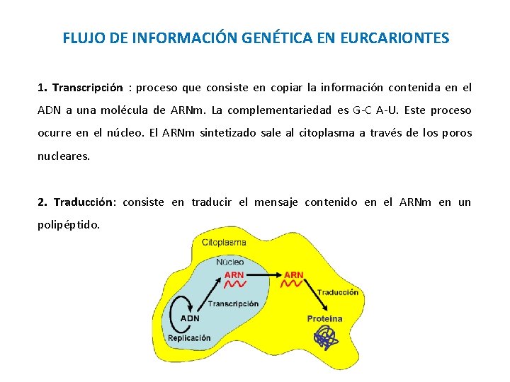 FLUJO DE INFORMACIÓN GENÉTICA EN EURCARIONTES 1. Transcripción : proceso que consiste en copiar