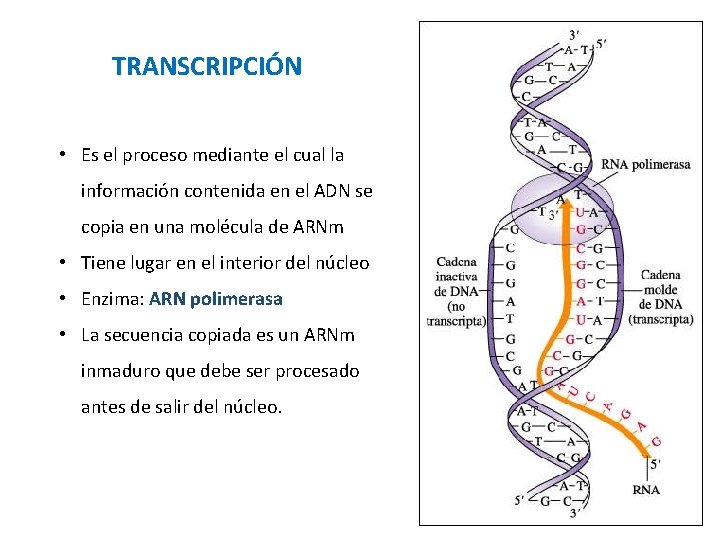 TRANSCRIPCIÓN • Es el proceso mediante el cual la información contenida en el ADN