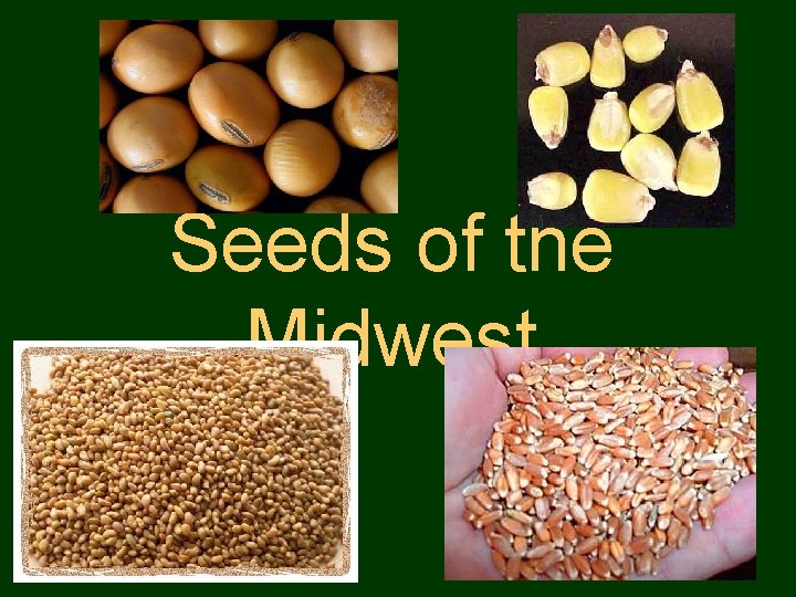 Seeds of the Midwest 