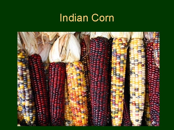 Indian Corn 