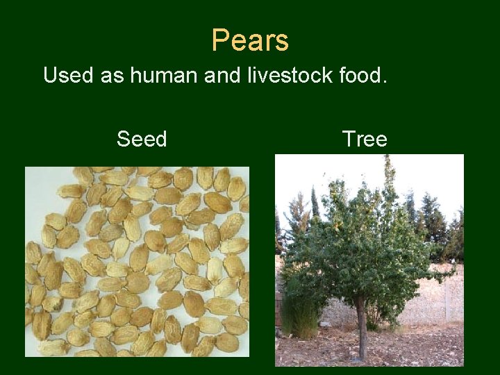 Pears Used as human and livestock food. Seed Tree 