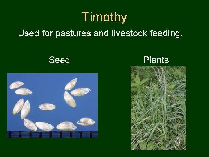 Timothy Used for pastures and livestock feeding. Seed Plants 
