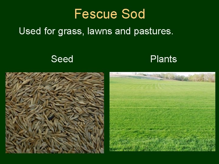 Fescue Sod Used for grass, lawns and pastures. Seed Plants 