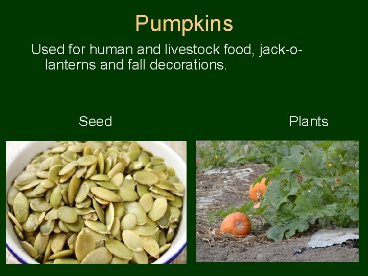 Pumpkins Used for human and livestock food, jack-olanterns and fall decorations. Seed Plants 