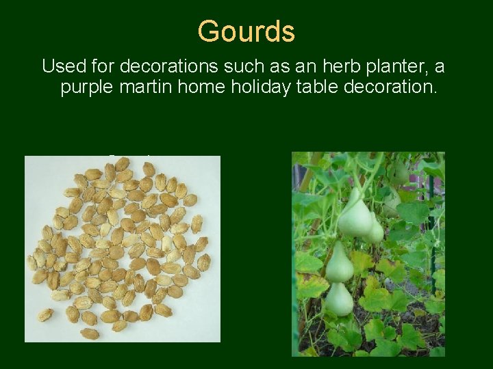 Gourds Used for decorations such as an herb planter, a purple martin home holiday