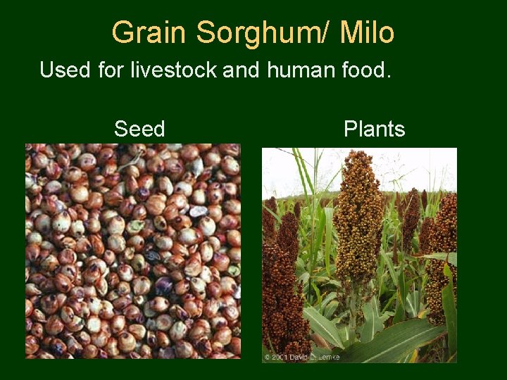 Grain Sorghum/ Milo Used for livestock and human food. Seed Plants 