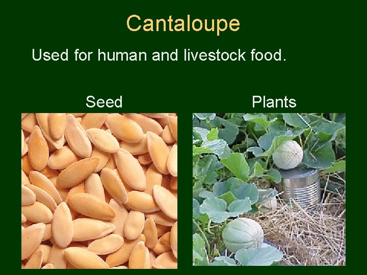 Cantaloupe Used for human and livestock food. Seed Plants 