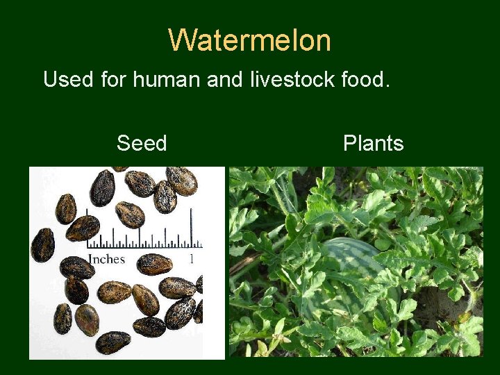 Watermelon Used for human and livestock food. Seed Plants 