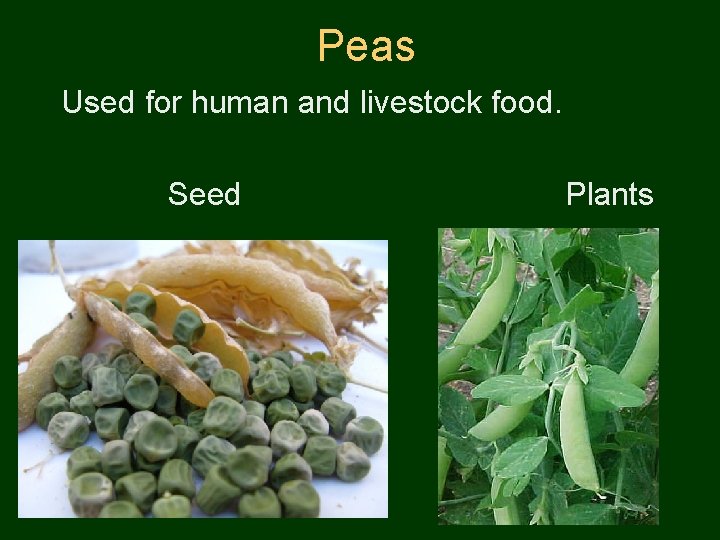 Peas Used for human and livestock food. Seed Plants 