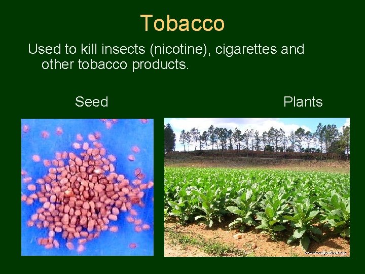 Tobacco Used to kill insects (nicotine), cigarettes and other tobacco products. Seed Plants 