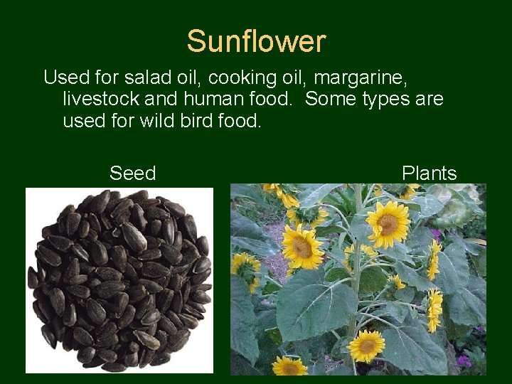 Sunflower Used for salad oil, cooking oil, margarine, livestock and human food. Some types